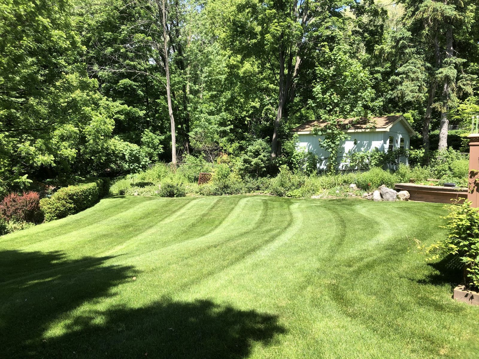 A sloped back lawn in Waterdown, freshly cut in clean stripes
